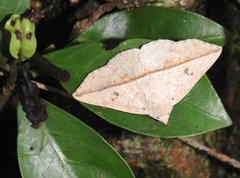 Ugia insuspecta