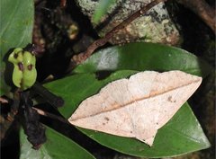 Ugia insuspecta