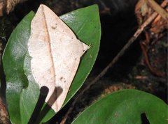 Ugia insuspecta