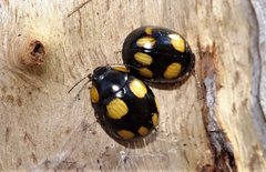 Paropsisterna sexpustulata