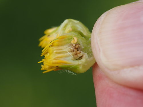 Contarinia jacobaeae