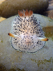 Acanthodoris rhodoceras image