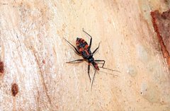 Havinthus rufovarius