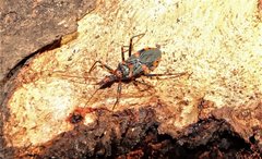 Havinthus rufovarius