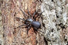 Paraembolides boycei