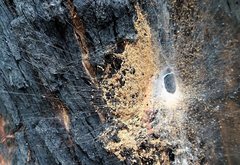 Paraembolides boycei