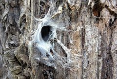 Paraembolides boycei