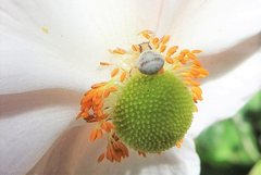 Zygometis xanthogaster