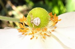 Zygometis xanthogaster