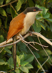 Centropus senegalensis