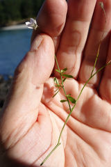 Wahlenbergia rupestris