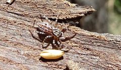Adoxotoma nodosa