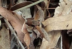 Ligyra punctipennis