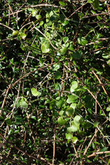 Scandia geniculata