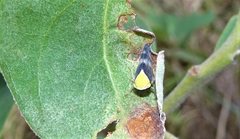 Brunotartessus fulvus