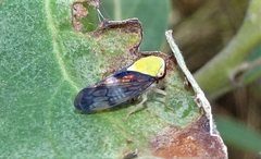Brunotartessus fulvus