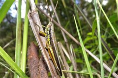 Bermius odontocercus