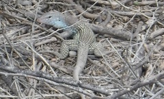 Pholidoscelis chrysolaemus