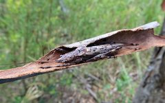 Larifugagraecia cornuta