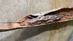 Larifugagraecia cornuta