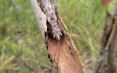 Larifugagraecia cornuta