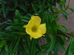 Pentalinon luteum