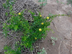 Pentalinon luteum