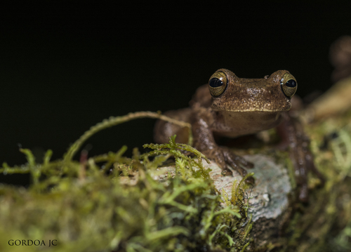 Arcane Spikethumb Frog