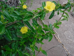 Pentalinon luteum