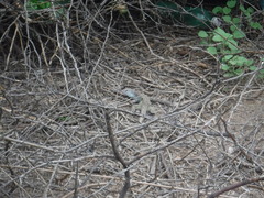 Pholidoscelis chrysolaemus