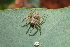 Araneus acuminatus
