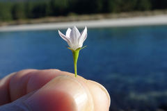 Wahlenbergia rupestris