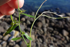 Wahlenbergia rupestris