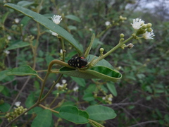 Acmaeodera cruenta