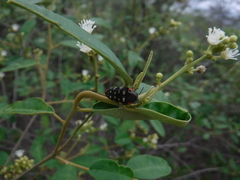 Acmaeodera cruenta
