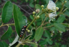 Acmaeodera cruenta