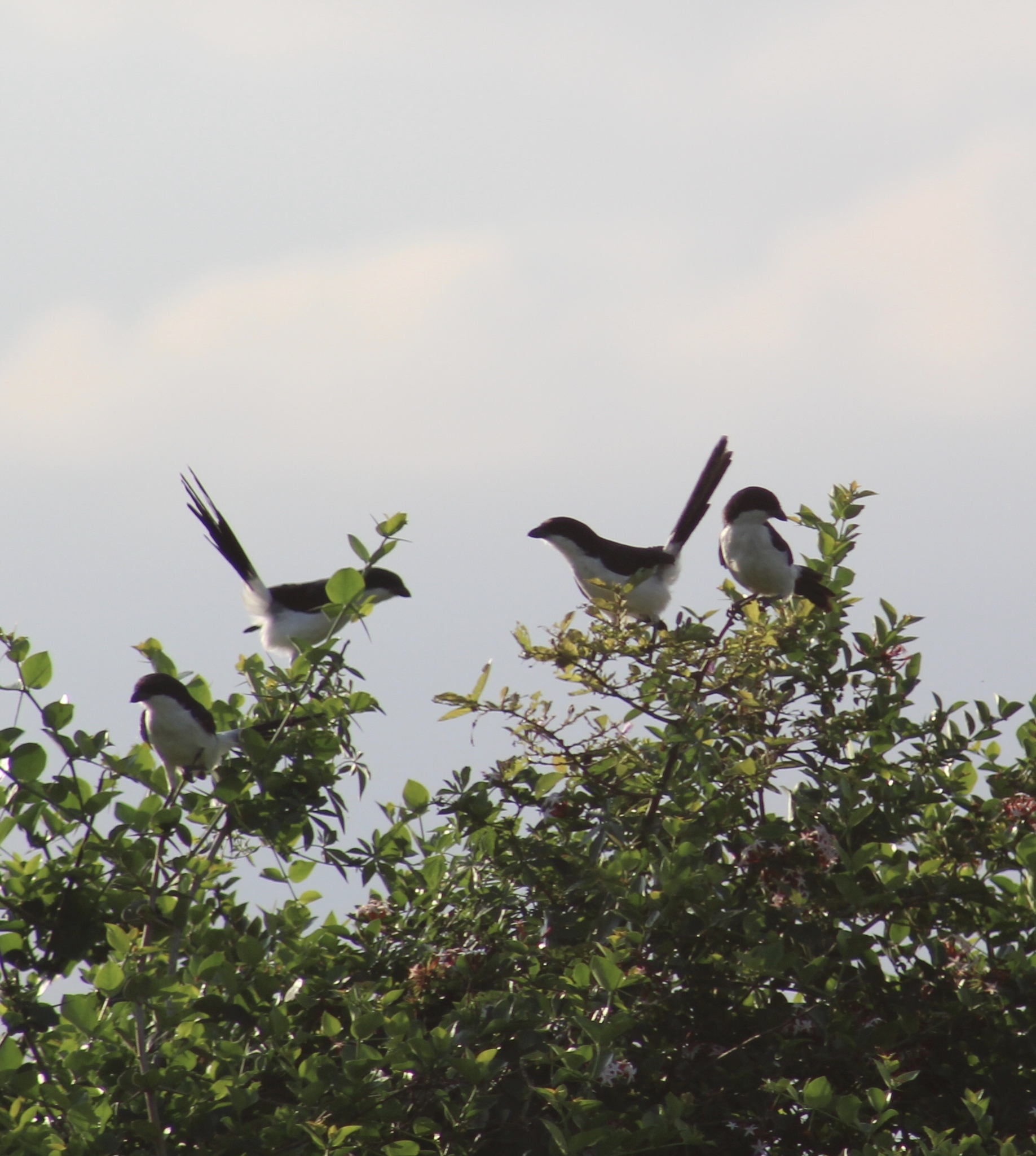 Long-tailed Fiscal illustration