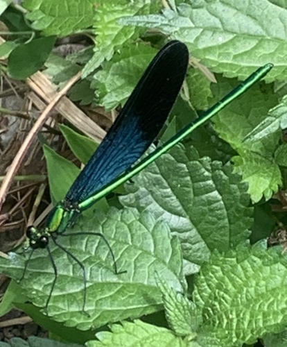 Matrona basilaris