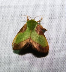 Parasa chloris