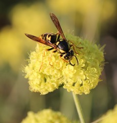 Vespula atropilosa