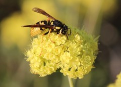 Vespula atropilosa