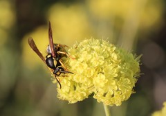 Vespula atropilosa