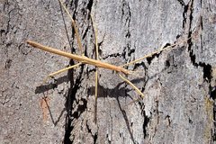 Pachymorpha