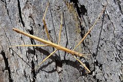 Pachymorpha