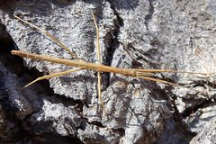Pachymorpha