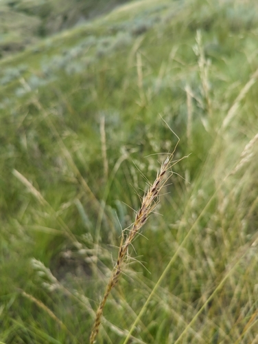 green needlegrass (Nassella viridula)