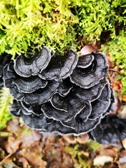 Phellodon sinclairii