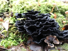 Phellodon sinclairii