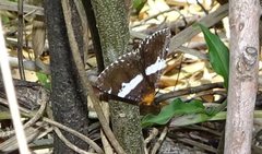 Buzara latizona