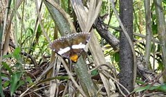 Buzara latizona